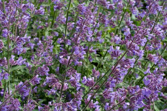 Catnip is known for attracting bees and cats. It's also a good insect repellent for lice and ticks on chickens.