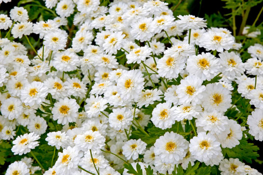 Feverfew produces lots of small daisy-like flowers and easily reseeds itself in the garden.