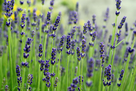 Lavender is a very popular and well-known shrub for its fragrance and vibrant purple flowers.