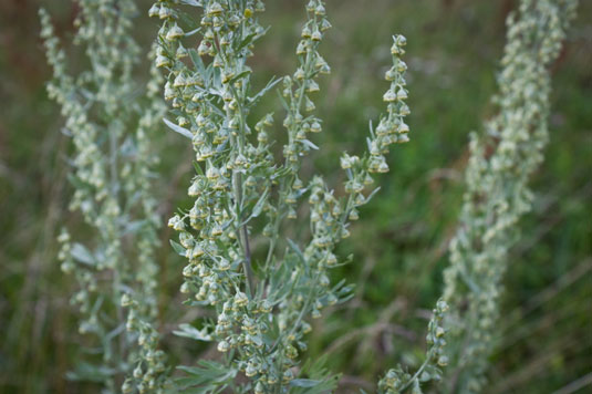 Mugwort and wormwood are beneficial as insect repellents for chickens when grown near a chicken coop and surrounding area.
