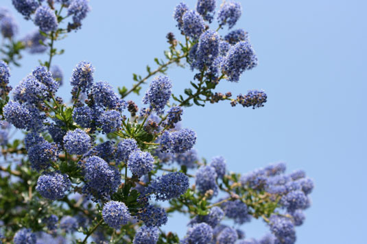 California wild lilac