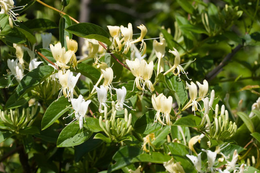 Honeysuckle