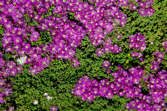 Ice plant