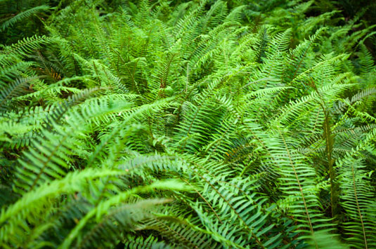 Western sword fern