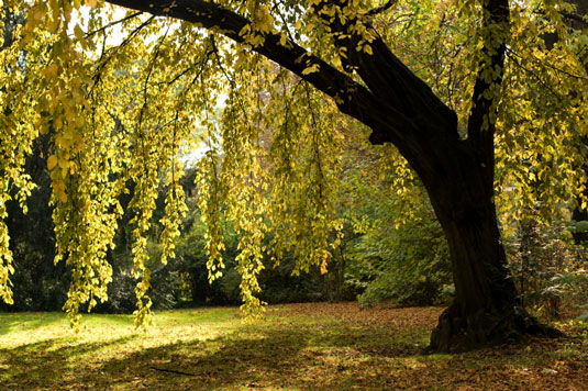 Alder trees