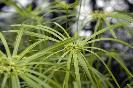 Cyperus