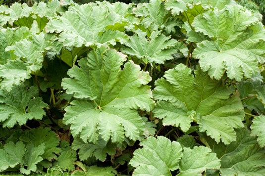 Gunnera