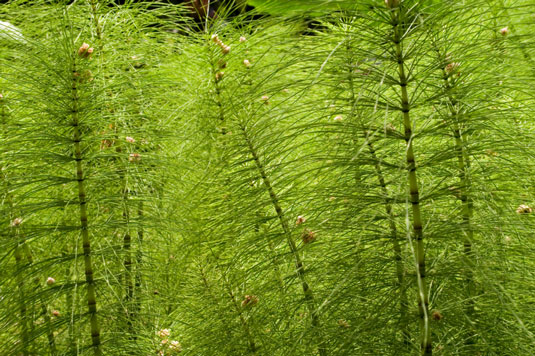 Horsetail