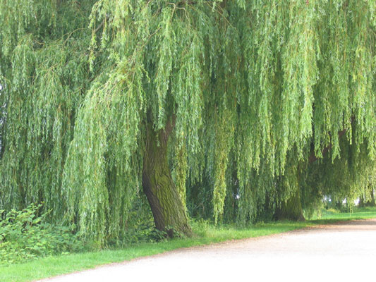 Willow trees