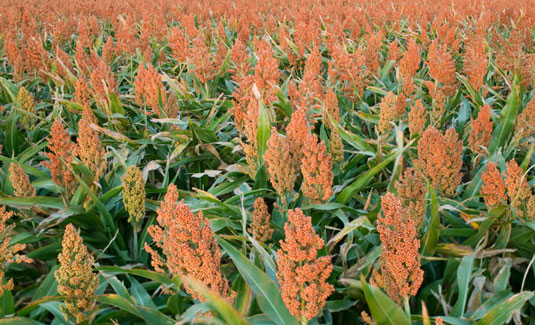 Sorghum