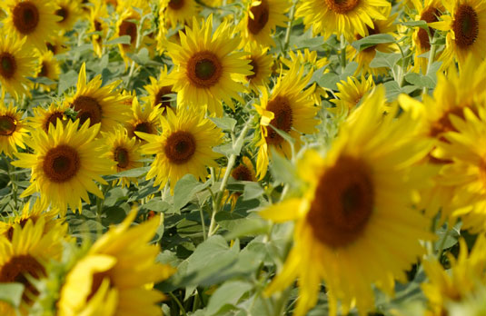 Sunflowers