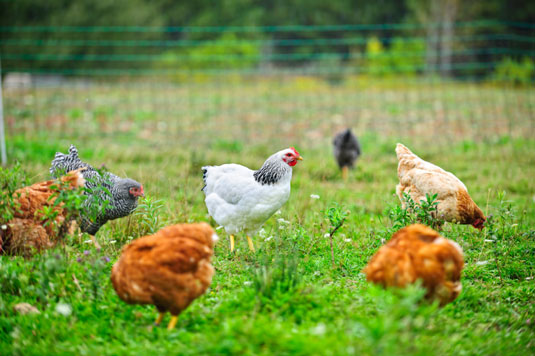 Chickens naturally roam through the garden.