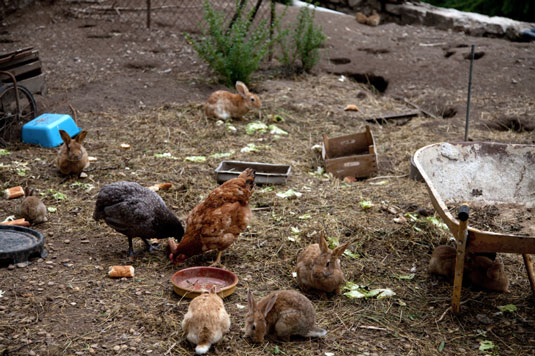 Recycling happens naturally with chickens.