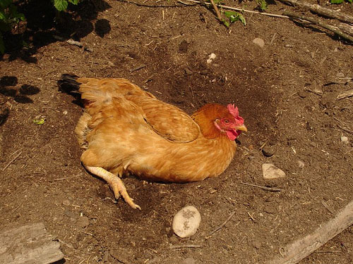 Dust baths help chickens keep clean,