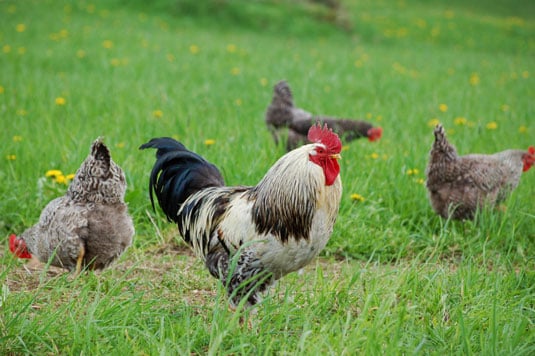 Chickens strut their stuff.