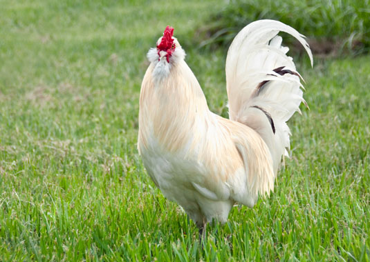 Show personality with rare chicken breeds.