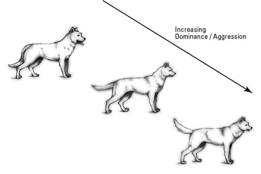 Common dog postures showing dominance and aggression.