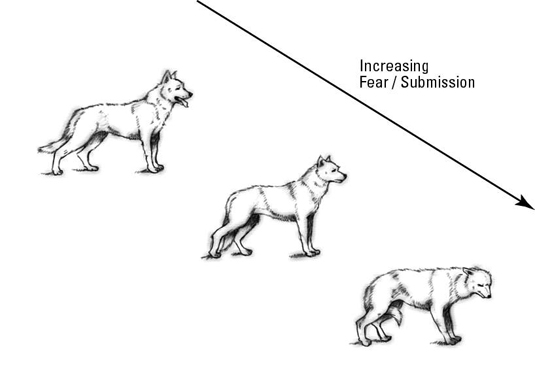 Common dog postures showing fear and submission.