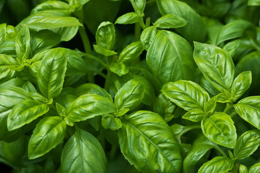 Basil may be your best friend as you age and your joints succumb to arthritis and inflammation.
