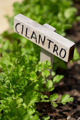 The Mediterranean diet loves cilantro, which is rich in phytonutrients.