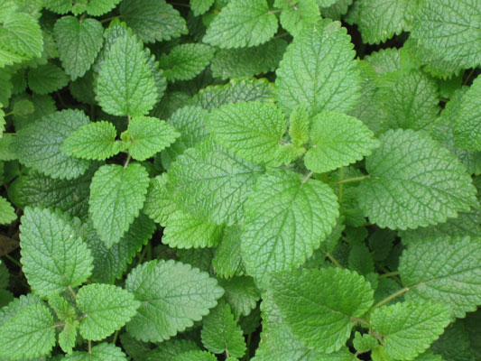 Mint originated in the Mediterranean.