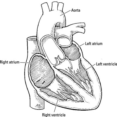 The Mediterranean diet promotes heart health.