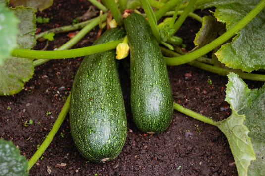 Iin the Mediterranean countries, zucchini is used in a variety of dishes, like zucchini bread, zucchini pancakes, dips and spreads, and toppings for salads and sandwiches.