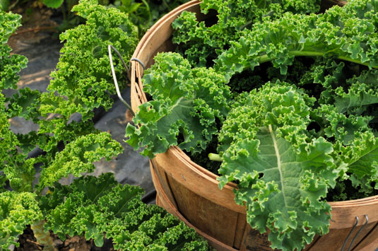 <i>Kale</i> is a fabulous representative of a star group of nonstarchy vegetables.