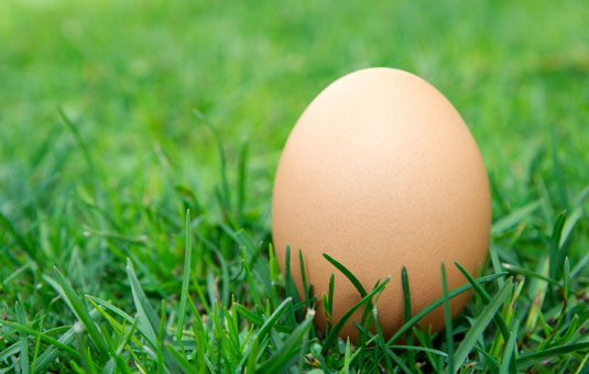 <i>Cage-free, organic eggs</i> are filled with vitamins and minerals, including biotin and choline.