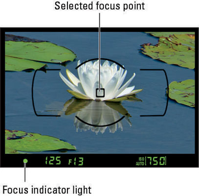 Check the focus indicators in the viewfinder.