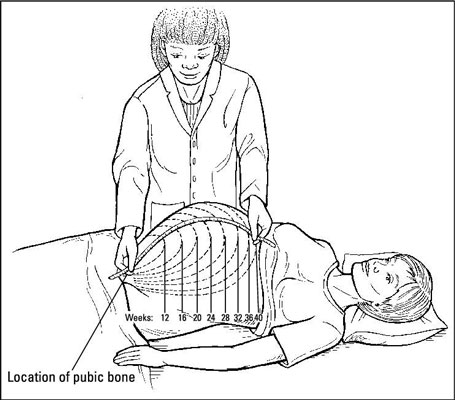 Measuring a pregnant woman's fundal height.