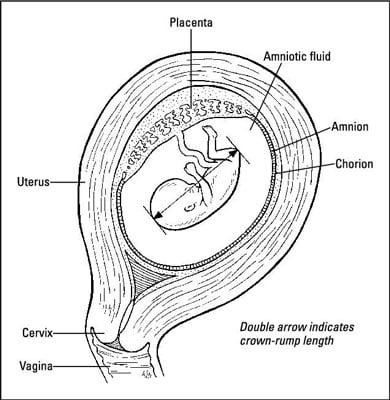 View of how an embryo grows in a woman's uterus.