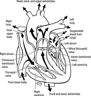 A Survey of Major Cardiovascular System Structures for the EMT Exam