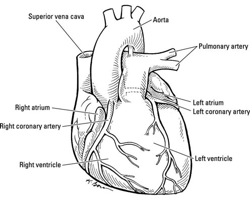 The Inner Workings of the Human Heart - dummies