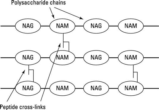 peptidoglycan structure in gram positive bacteria