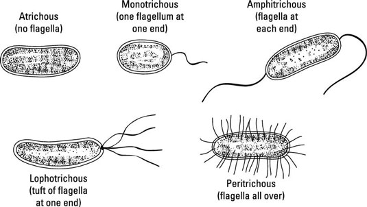 types of bacterial cells