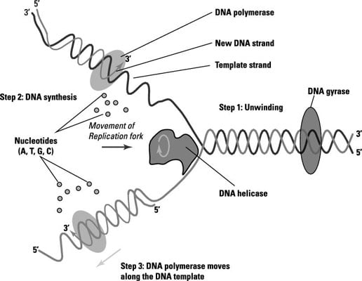 Dna Replication Chart