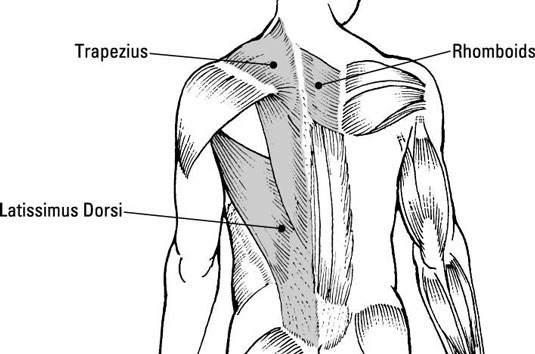 Upper Back Muscle Chart / Shoulder Muscles Anatomy Diagram ...