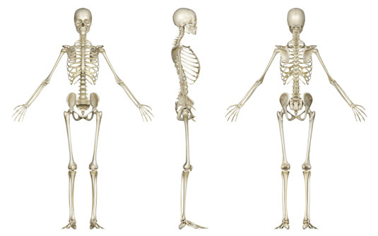 4 Fun Facts About Human Bones - dummies