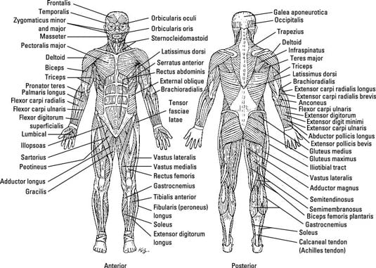 4 Fun Facts About Human Muscles - dummies