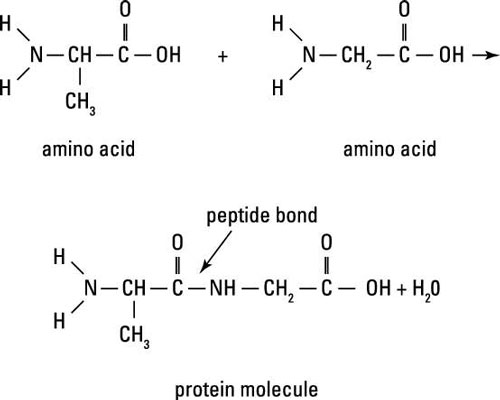 Proteins