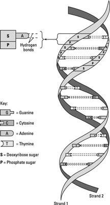 Nucleic acids