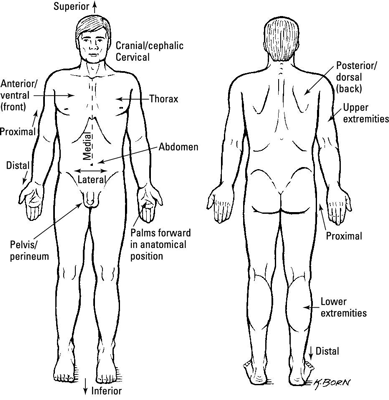 Anatomy And Physiology Body Regions - Anatomy Drawing Diagram