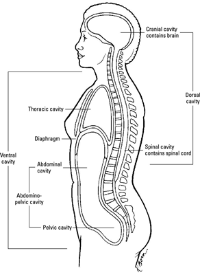 Medical Terminology for Regions of the Body - dummies