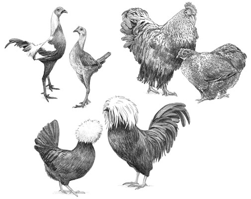 Show Breeds of Chickens - dummies