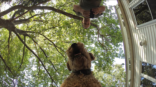 Windee the Airedale gets ready to shoot a scene.