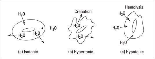 Crenation and hemolysis of red blood cells.