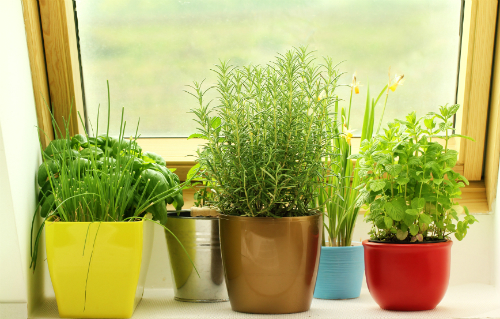 How to Grow Herbs Indoors Article - dummies