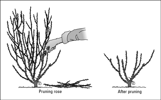 How to use sharp clippers to prune a rose bush