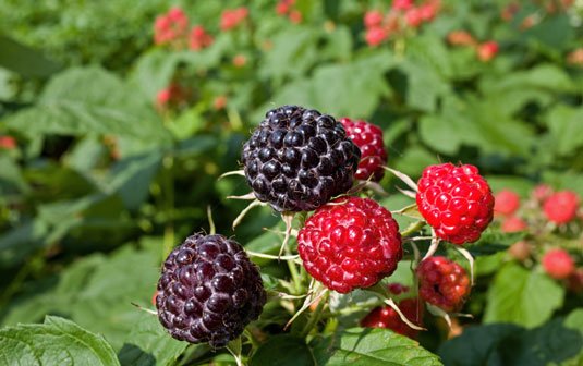 Black raspberries